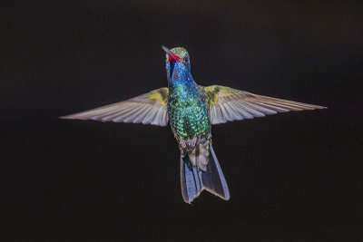Broad-billed Hummingbird -- male