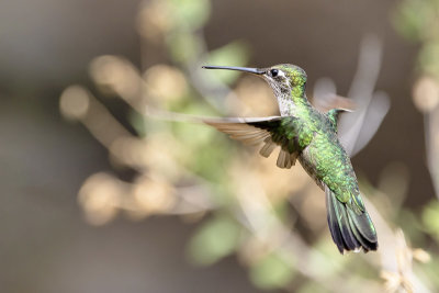 Rivoli's Hummingbird -- female
