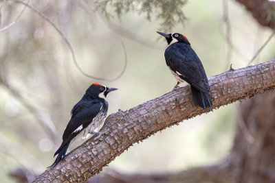 Acorn Woodpecker -- juv. with adult