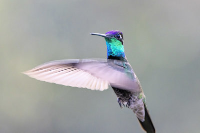 Rivoli's Hummingbird -- male