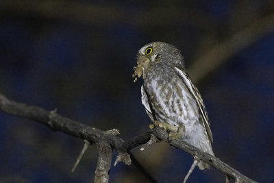 Elf Owl