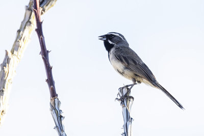 Black-throated Sparrow