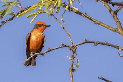 Vermilion Flycatcher -- male