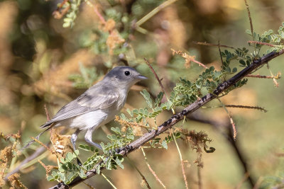 Bell's Vireo