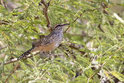 Cactus Wren