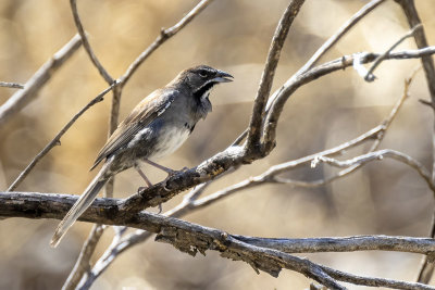 Five-striped Sparrow