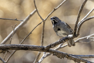 Five-striped Sparrow