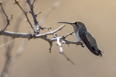 Costa's Hummingbird -- female