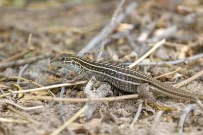 Sonoran Spotted Whiptail