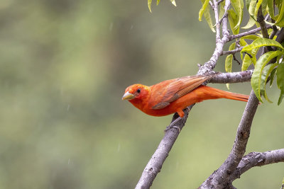 Summer Tanager -- male
