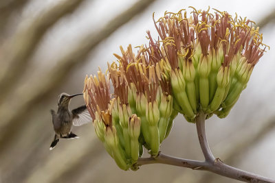 Broad-billed Hummingbird -- female