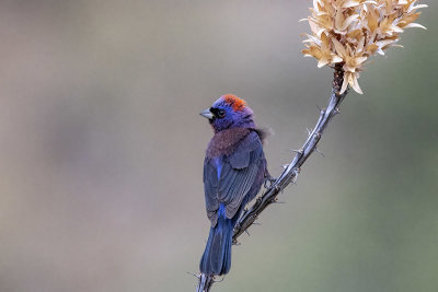 Varied Bunting -- male