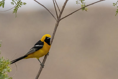 Hooded Oriole -- male