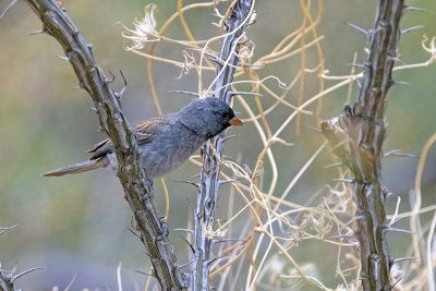 Black-chinned Sparrow -- male