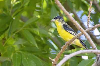 Lesser Goldfinch -- male
