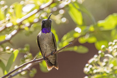 Black-chinned Hummingbird -- male