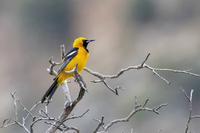 Hooded Oriole -- male