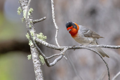 Red-faced Warbler