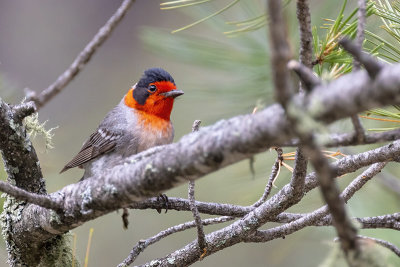 Red-faced Warbler