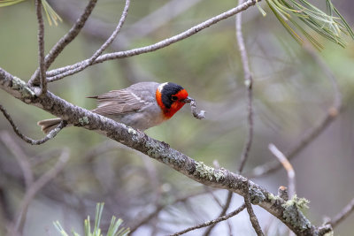 Red-faced Warbler