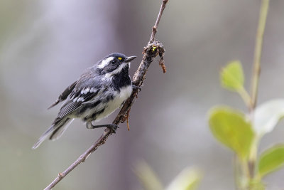 Black-throated Gray Warbler -- male