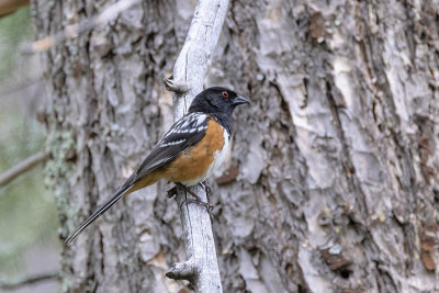 Spotted Towhee -- male