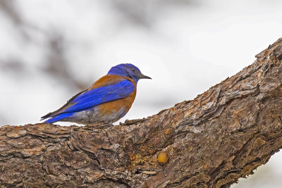 Western Bluebird -- male