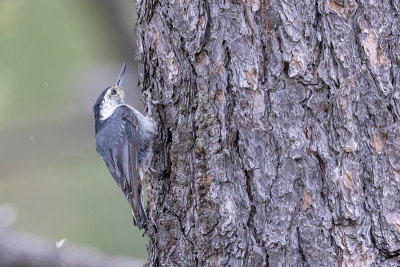 White-breasted Nuthatch