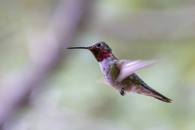 Broad-tailed Hummingbird -- male