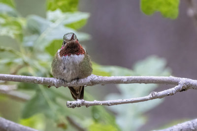 Broad-tailed Hummingbird -- male