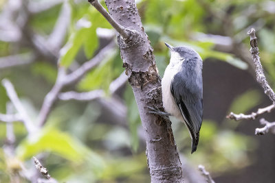 Pygmy Nuthatch