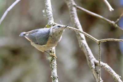 Red-breasted Nuthatch