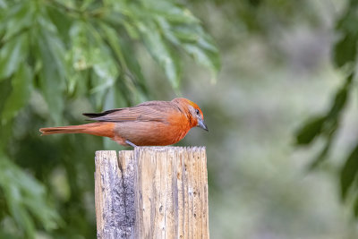 Hepatic Tanager -- male