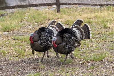 Wild Turkey -- male