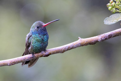 Broad-billed Hummingbird -- male