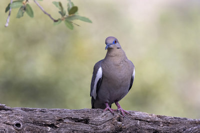 White-winged Dove