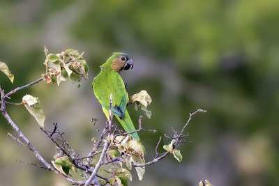 Colombia Wildlife 2022