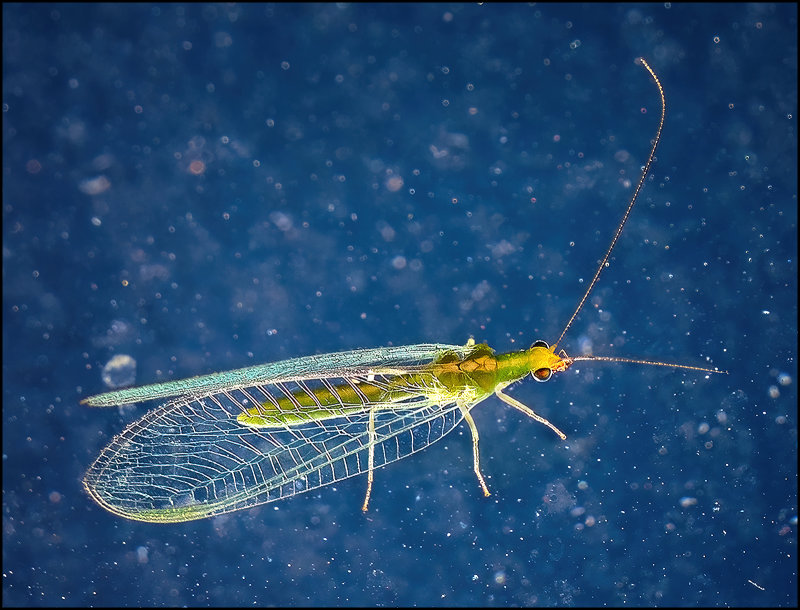 13 Lacewing On Glass.jpg