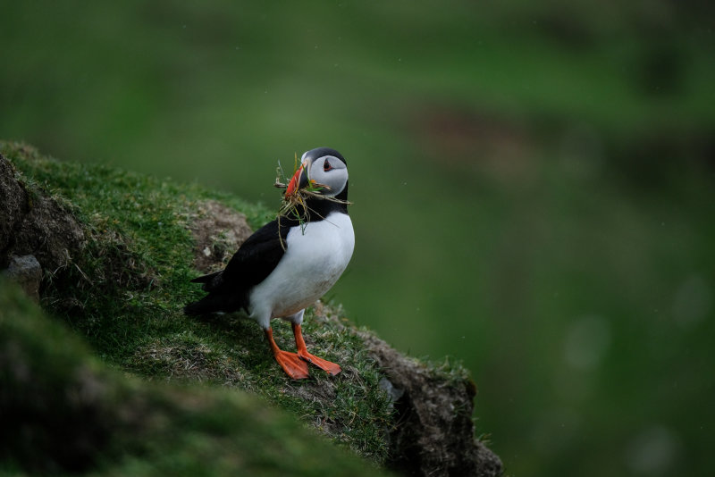 Atlantic Puffins,  Mykines, The Faroe Islands, May 2022