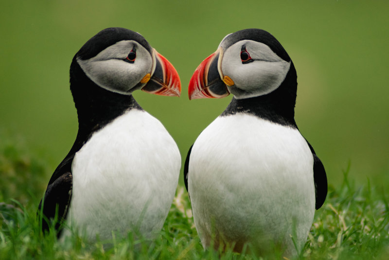05. Precious Puffins.jpg