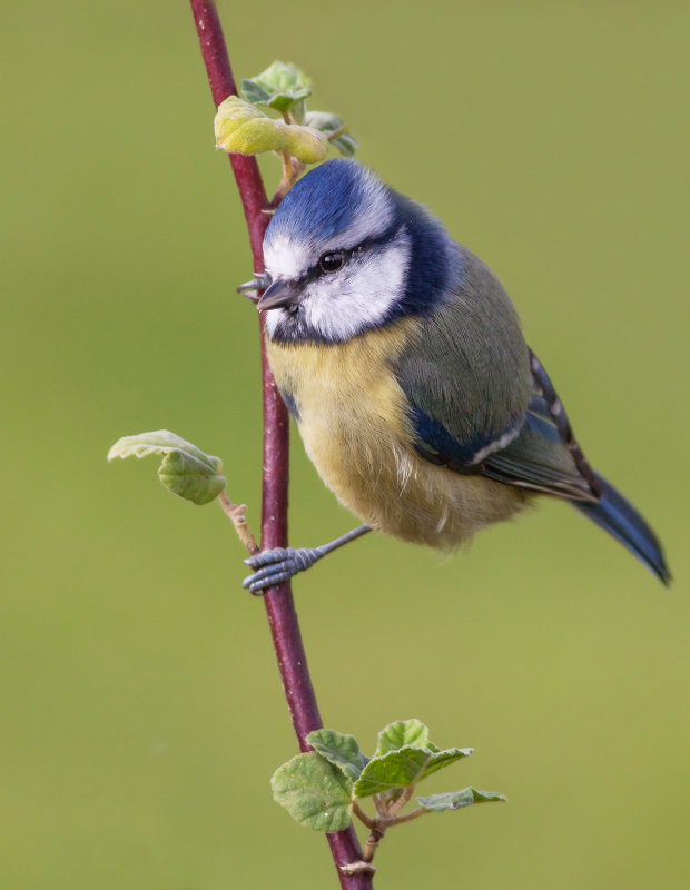 21. Blue Tit.jpg