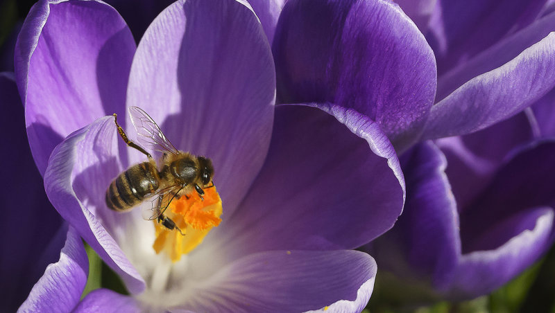 26. Amongst the Blooms.jpg
