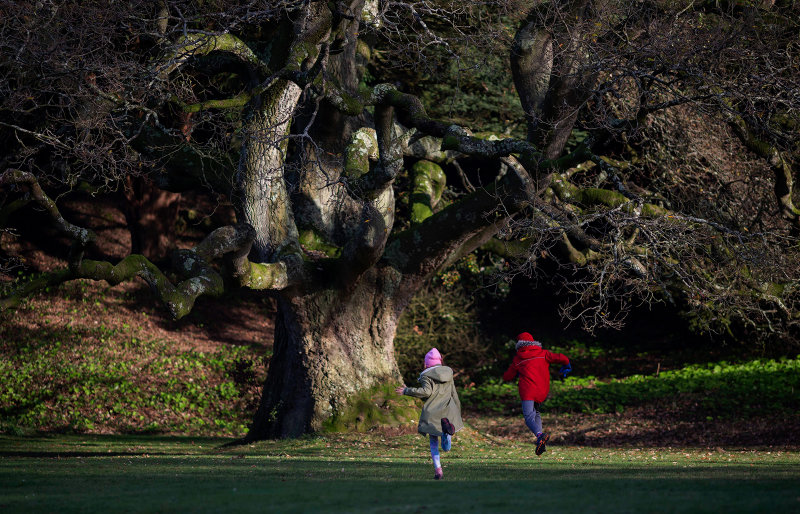 Race to the old oak.jpg