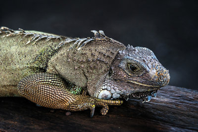 06 - Lizard close up