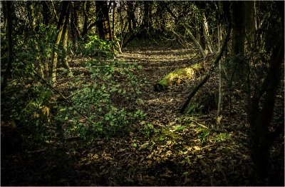 19 - Forest Walk