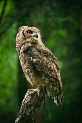 09 - Eagle Owl