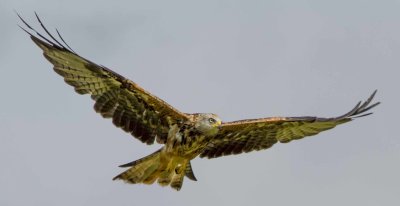 23 - Red Kite