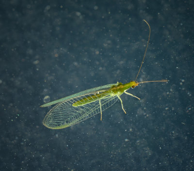27 - Lacewing