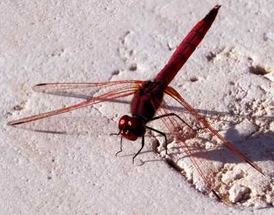 21 - Ruddy Darter Dragonfly.jpg