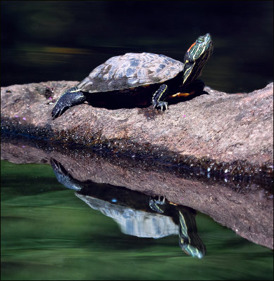 24 - Terrapin, Reflection.jpg